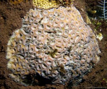 Favia rosaria