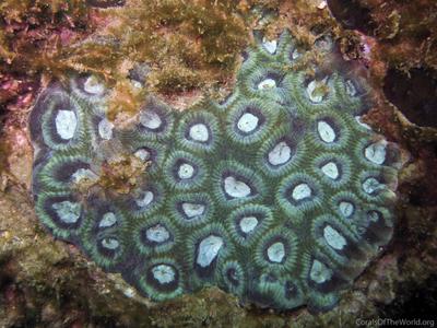 CotW: Favia rosaria