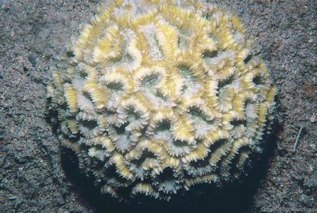 CotW: Favia rotumana