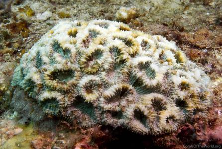 CotW: Favia rotumana
