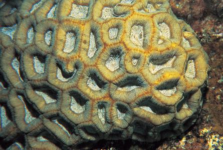 CotW: Favia rotundata