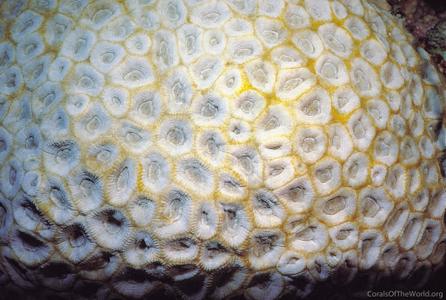 CotW: Favia rotundata