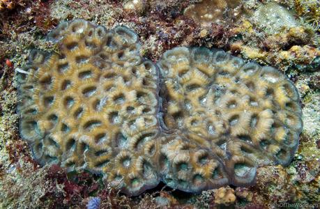 CotW: Favia rotundata