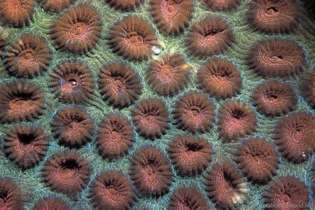Favia speciosa