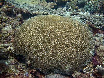 CotW: Favia speciosa