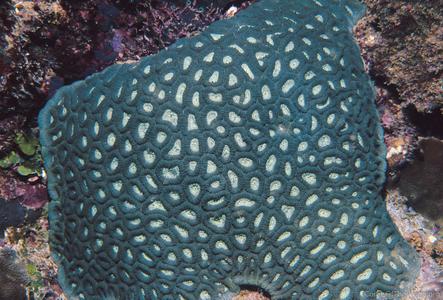 CotW: Favia speciosa