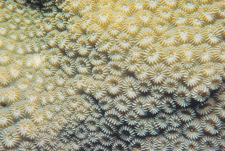 CotW: Favia stelligera