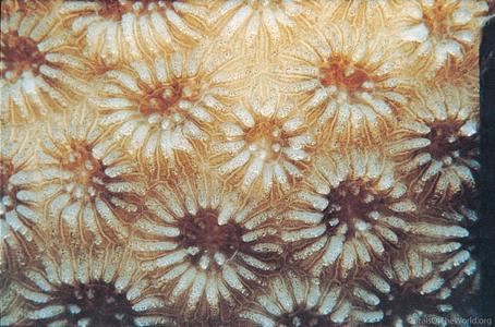 CotW: Favia stelligera