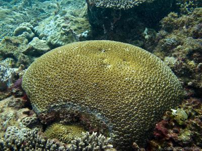 CotW preview: Favia truncatus