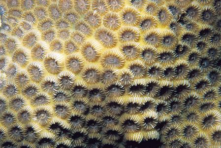 CotW: Favia truncatus