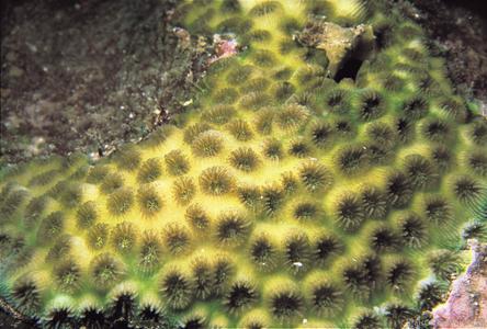 CotW: Favia truncatus