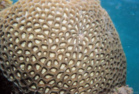 CotW: Favia veroni