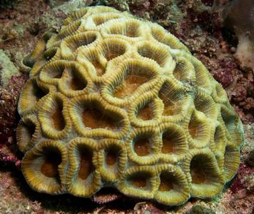 CotW: Favia veroni