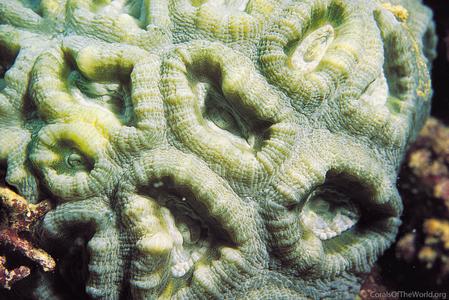 CotW: Favia vietnamensis