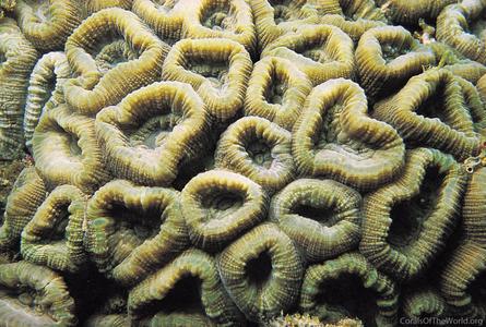 CotW: Favia vietnamensis