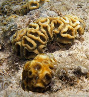CotW: Favia vietnamensis