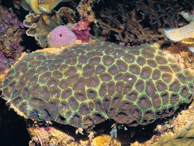 CotW preview: Favites bestae