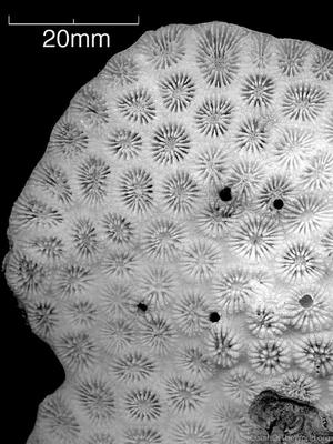 CotW: Favites bestae