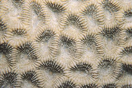CotW: Favites complanata