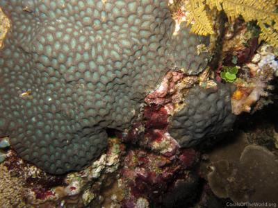 CotW: Favites complanata
