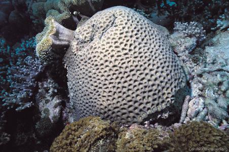 CotW: Favites complanata