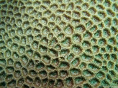 Favites flexuosa