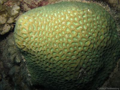 CotW preview: Favites flexuosa