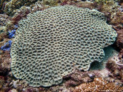 CotW: Favites flexuosa