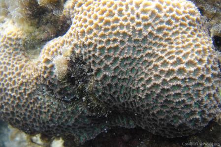 CotW preview: Favites micropentagona