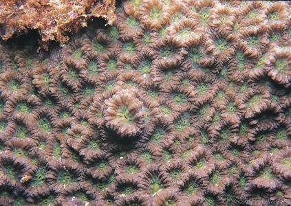 CotW: Favites micropentagona