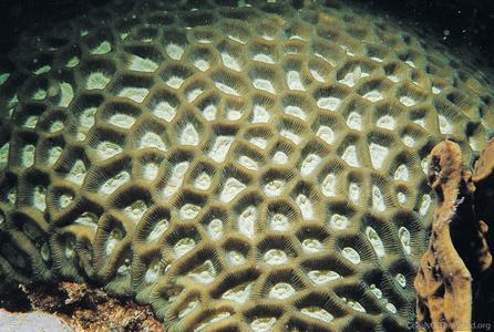Favites paraflexuosa