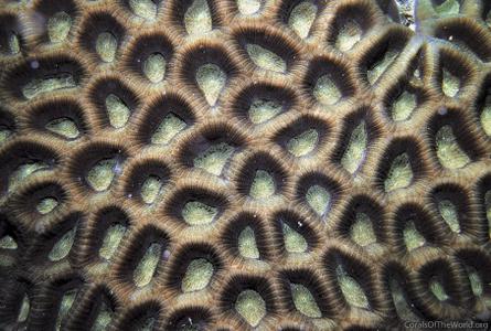 CotW preview: Favites paraflexuosa