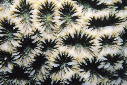 Favites spinosa