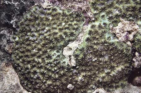 CotW: Favites spinosa