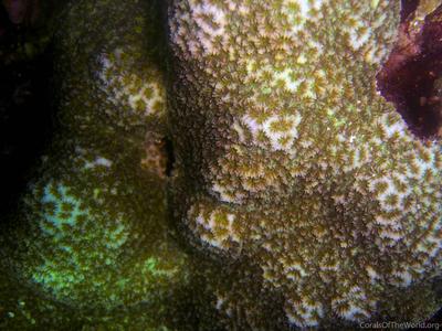 CotW preview: Favites stylifera
