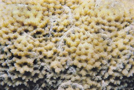 CotW: Favites stylifera