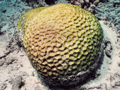 CotW: Favites vasta
