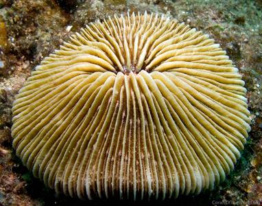 CotW: Fungia concinna