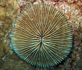 CotW: Fungia concinna