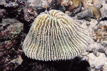 Fungia corona