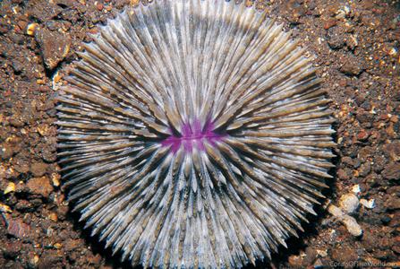 CotW: Fungia danai