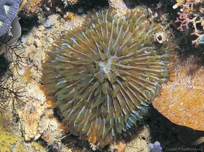 CotW: Fungia fralinae