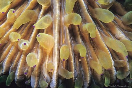 CotW: Fungia fralinae