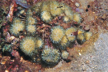 CotW: Fungia fralinae