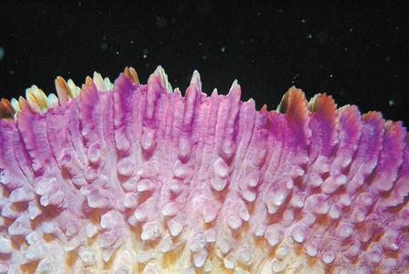 CotW: Fungia fungites