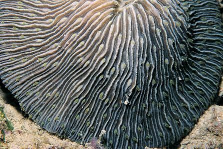 CotW preview: Fungia granulosa