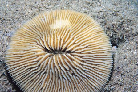 CotW: Fungia granulosa