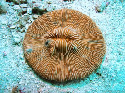 CotW: Fungia granulosa