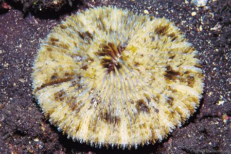 CotW: Fungia horrida