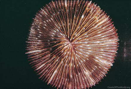 CotW: Fungia klunzingeri